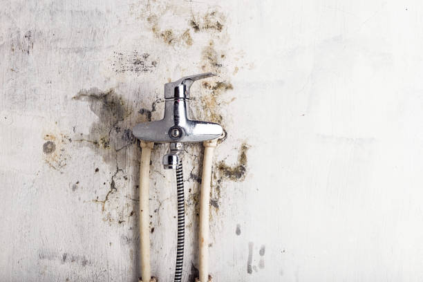 Best Mold Cleaning Services  in Abbeville, AL