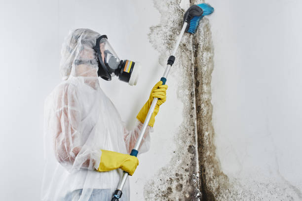 Best Mold Remediation  in Abbeville, AL