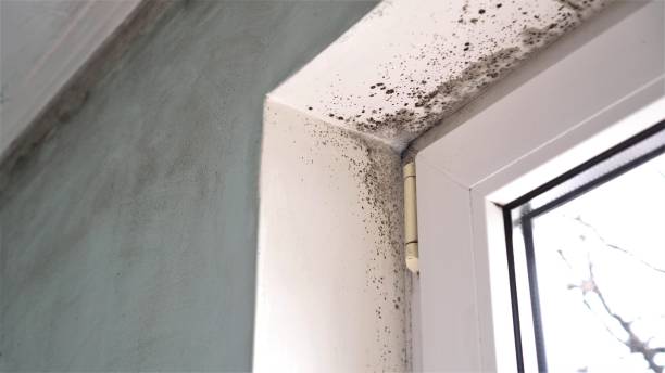Mold Removal and Inspection in Abbeville, AL