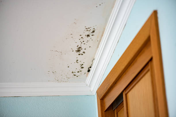 Best Crawl Space Mold Removal  in Abbeville, AL