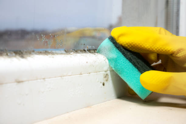 Certified Mold Removal in Abbeville, AL