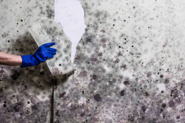Best Commercial Mold Removal  in Abbeville, AL