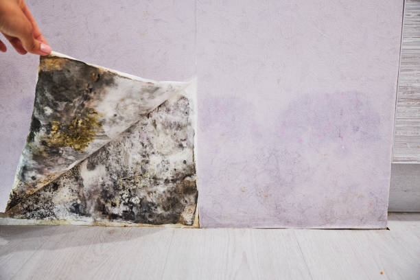 Best Office Mold Removal Services  in Abbeville, AL